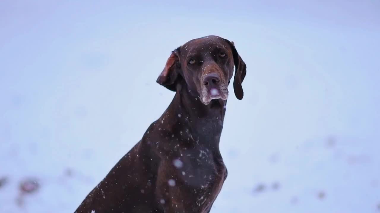 brown-dog-in-snow