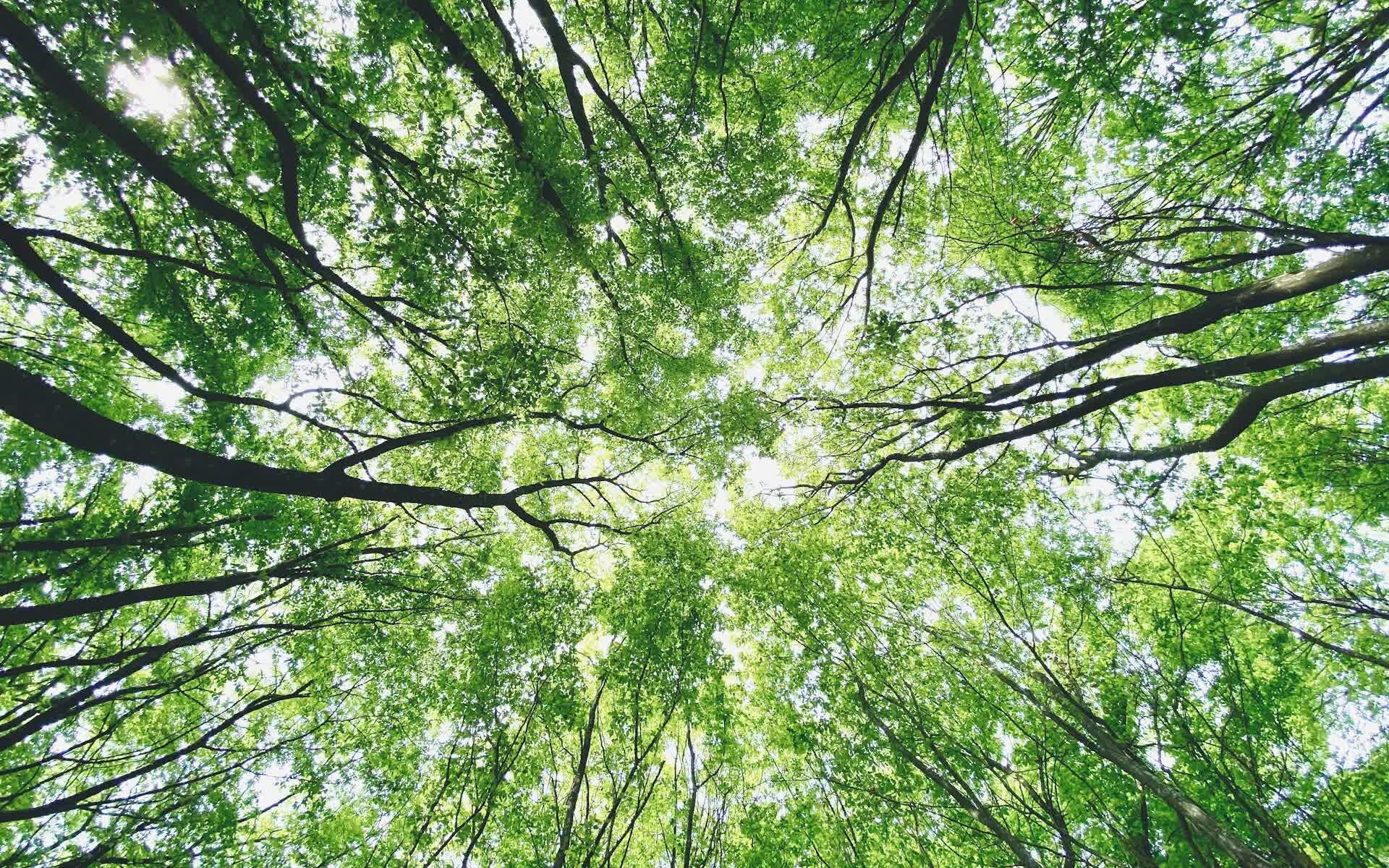 teodor-drobota-uyyRJA2an4o